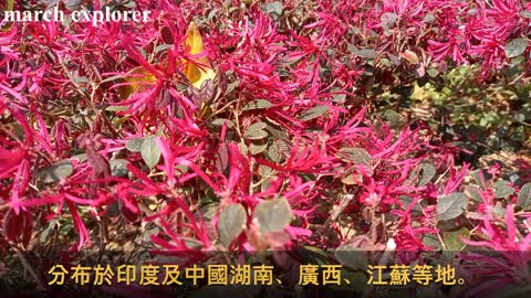 紅花檵木、紅檵木、紅梽木、紅桎木 Red Strap Flower, Loropetalum chinense f. rubrum, mhp1231, Mar 2021