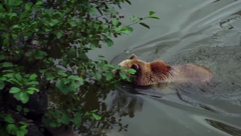 The sweetness of a ferocious animal.