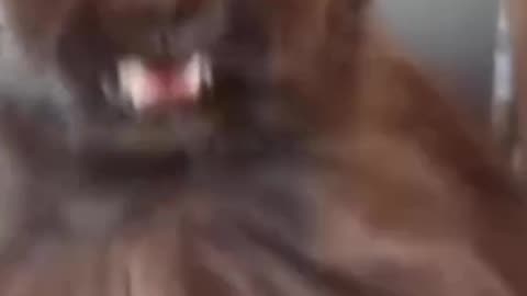 Funny Cat