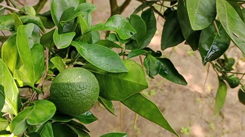 How to make orange tree