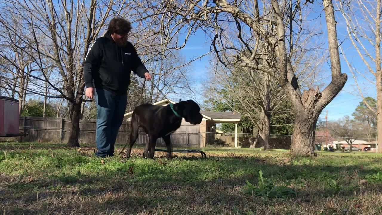Teddy 1 Year Old Cane Corso Macon Dog Training