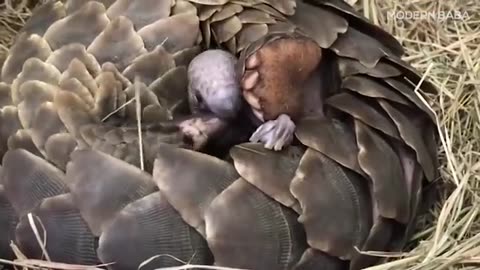 bulletproof animal Armadillo 'armour'