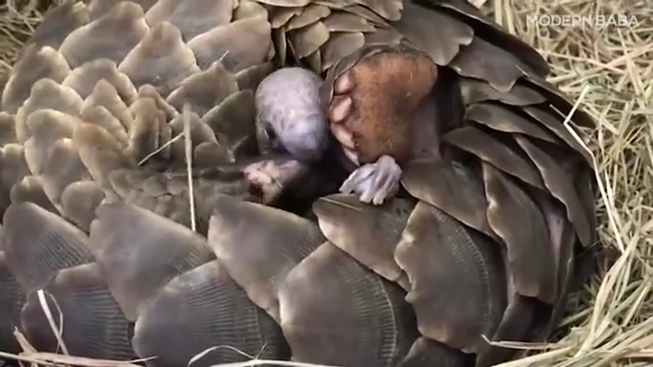 bulletproof animal Armadillo 'armour'