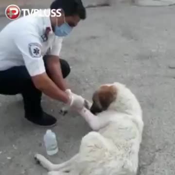 Smart dog his forearm was injured, went to an ambulance station