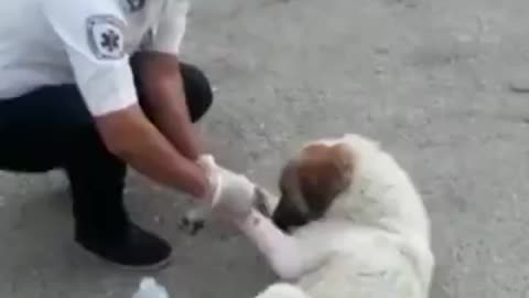 Smart dog his forearm was injured, went to an ambulance station