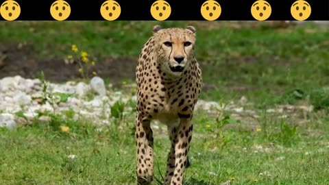 Survival of the Fittest: Lioness Attacks Cheetah Cubs 🦁🐆😯