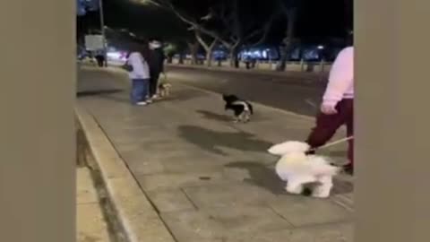 Funny video dog and Cat🤣🤣