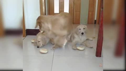 Dogs playing funy