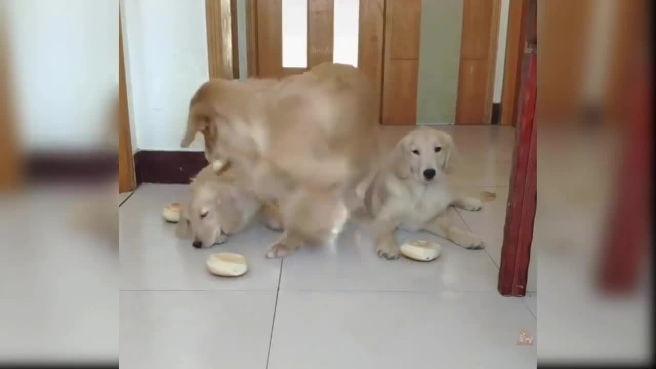 Dogs playing funy