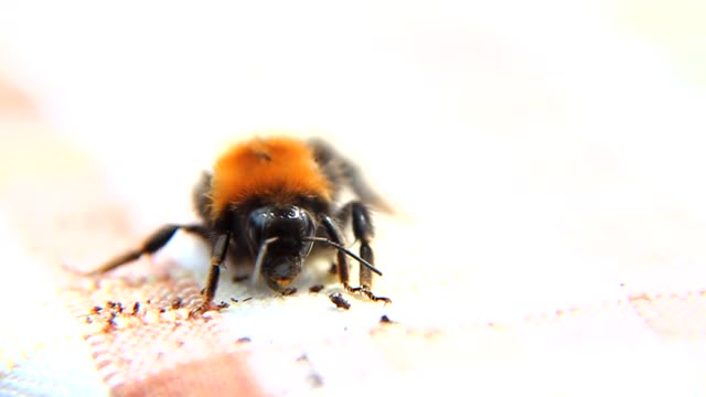 Bee Macro Slow Motion CC-BY NatureClip