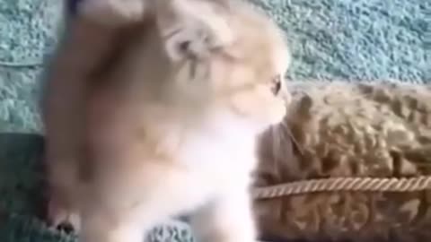 funny cat video