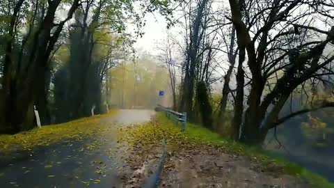 A Rainy Day With Fallen Leaves On The Road