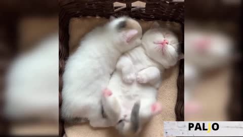 Funny kittens compilations#1