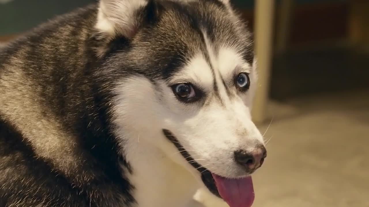 funny animals