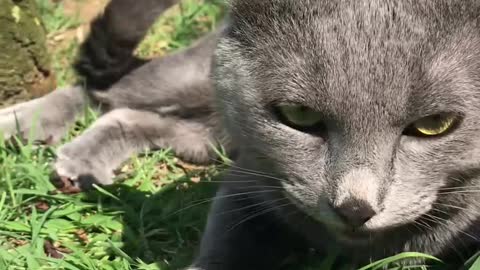 These Two Cats Behave Like Doggos