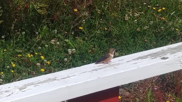 Hummingbird Family Enjoying The Land