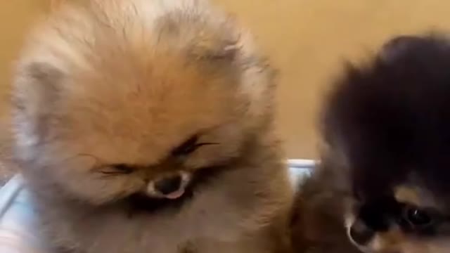 cute & funny dog -funny dog #shorts