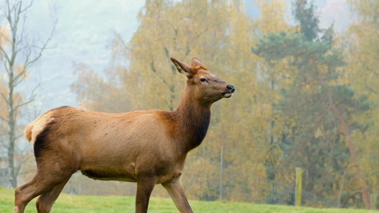 The deer was looking for food inside the forest