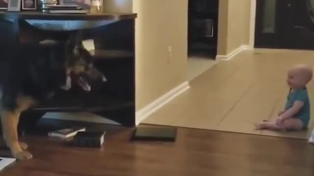 Funny Dog Videos 2021 It's time to LAUGH with Dog's life285