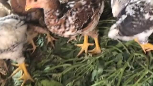 Small chicks like to eat :)