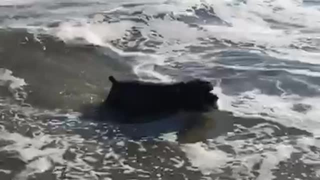 Dog running in water and jumping in waves and splashing