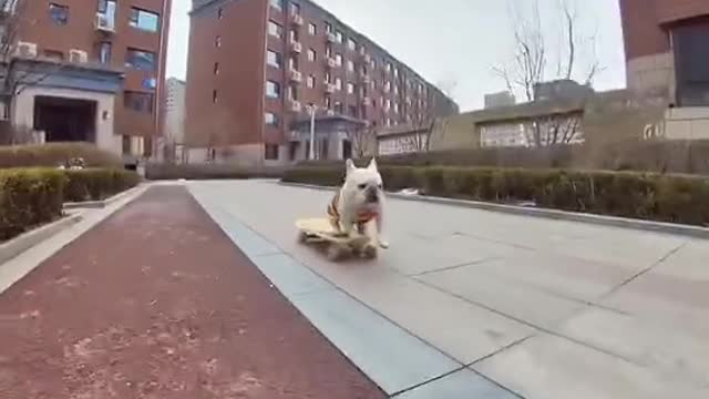 Skateboard with bulldogs#viralvideo#bulldogs