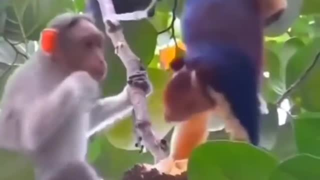 Monkey naughty