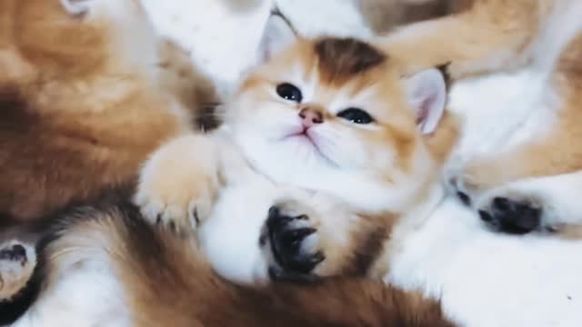 Lazy kitty want to play.