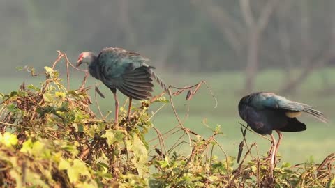 Nature 4K - Rainforest - Jungle Animals