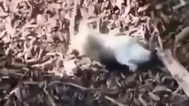 Poor little mouse !!!