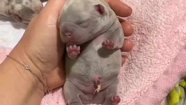 Small and funny dogs