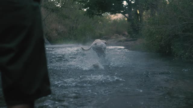 Dog catches a ball in a river