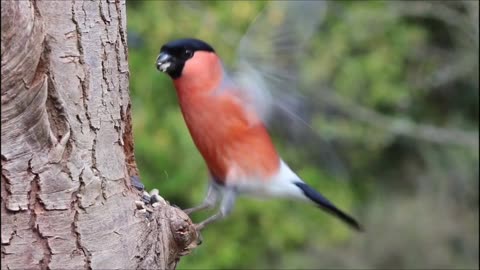 Beautiful birds,Bird eating Banana, colours bird