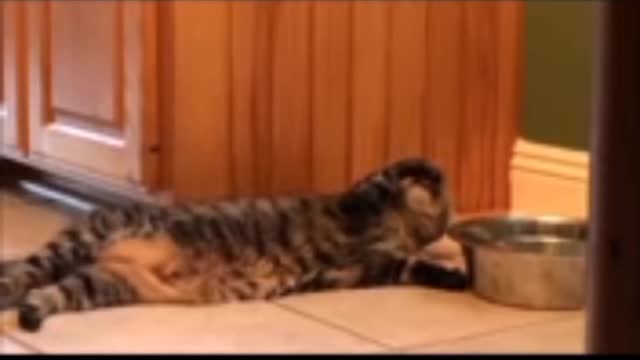 Funny funny cat habit funny funny way//funny cat vs dog