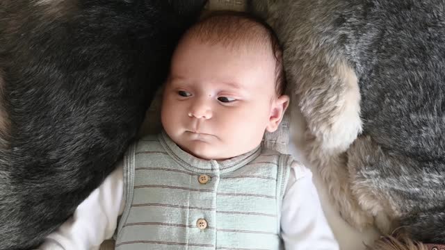 Puppy, kitten and Baby sleeping and playing