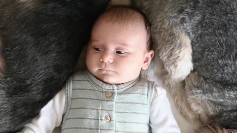 Puppy, kitten and Baby sleeping and playing
