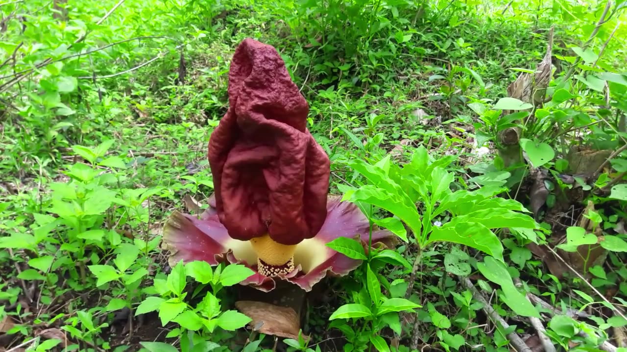 Elephant Foot Yam - Stinky but Beautiful