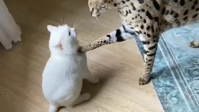 The Drunken Cat To Hilarious