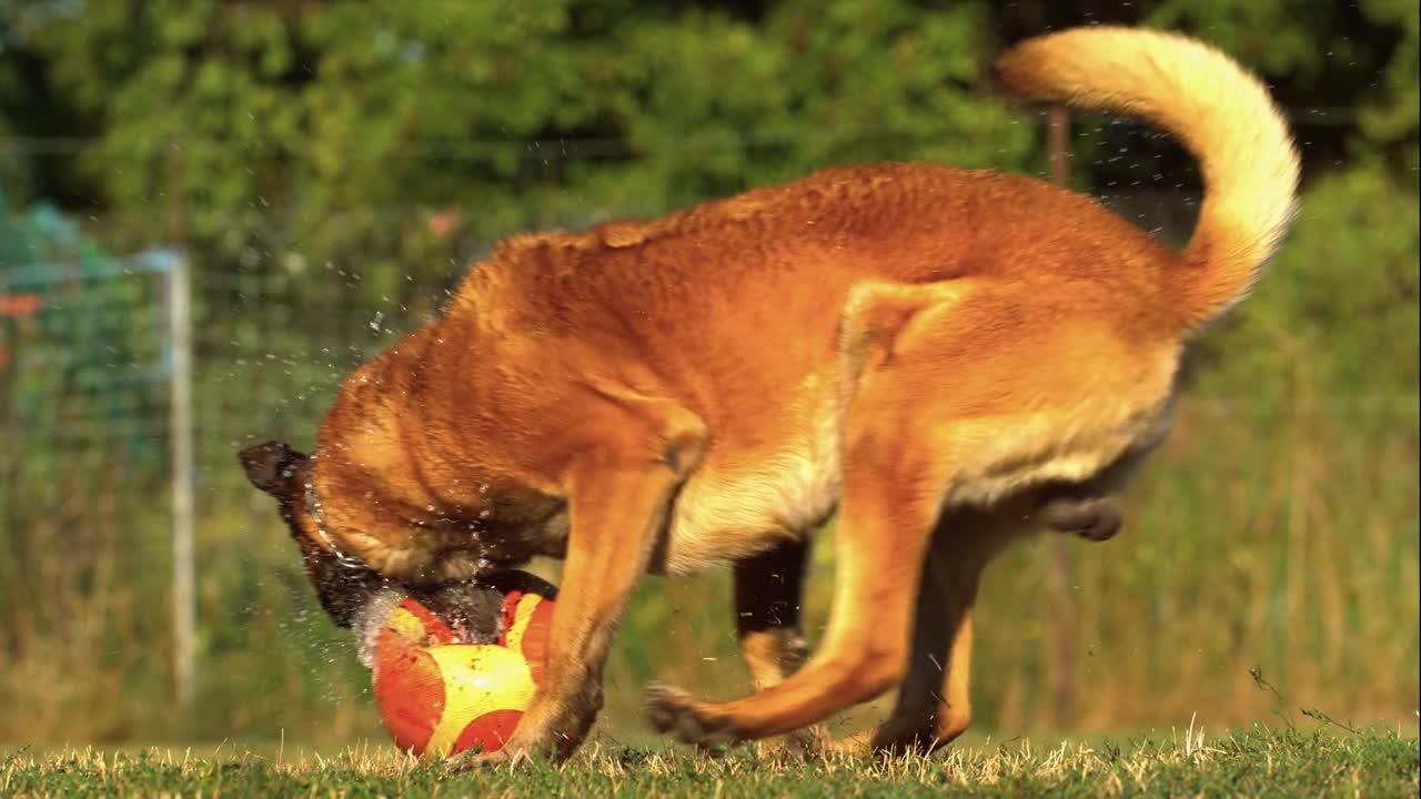 This Cute Puppy Loves Playing Ball On The Grass - Spring Time!