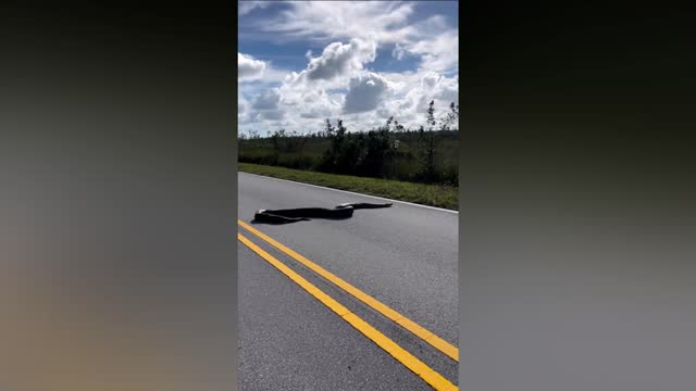 SNAKES ALIVE: Massive 15ft Python Stretching Across Two Lanes Seen In Florida