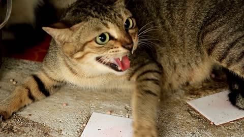 A compilation of funny cats getting angry. I love all of them!