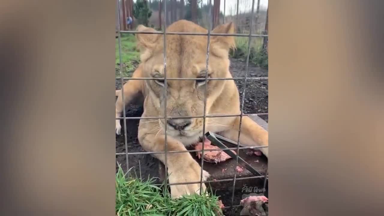 Dogs And Cats Reaction To Food 21