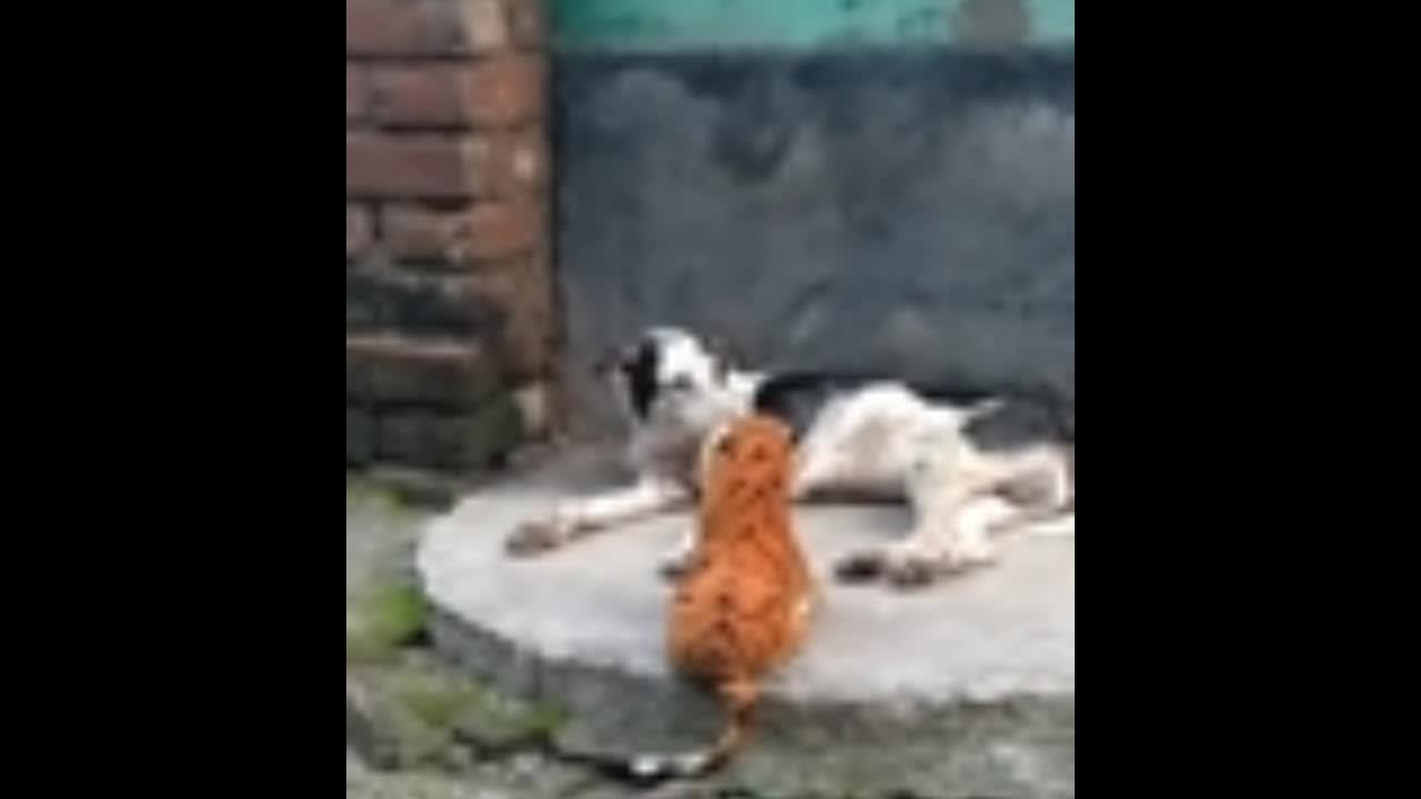 dog funny video 😂