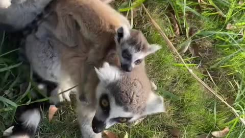 lemurs