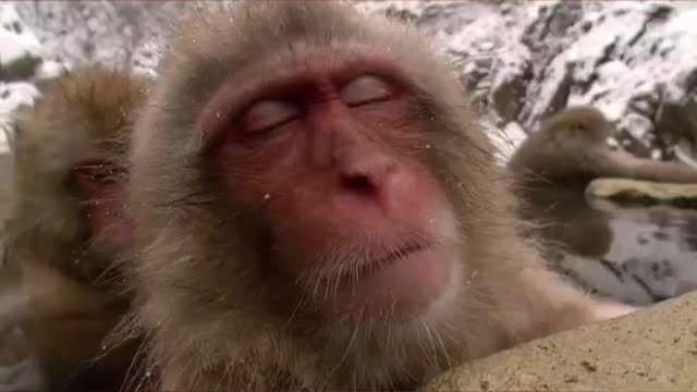 do you love monkey