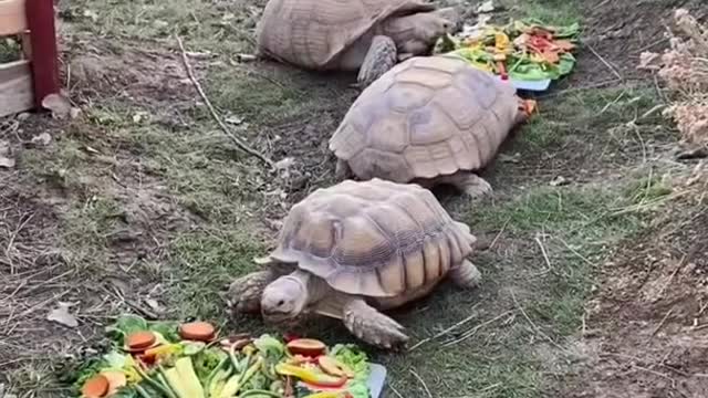 How The Animals Eat On Thanksgiving 😋