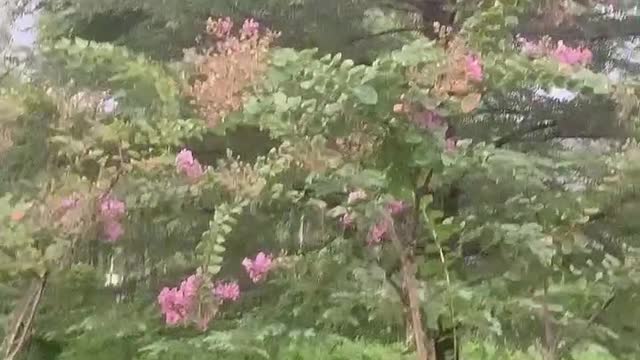 pink and purple flowers