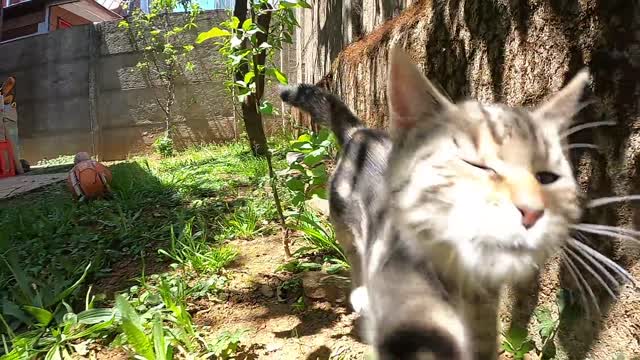 Funny Cat Playing