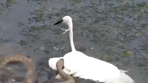 snake and bird fight।।