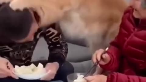 THE BEST OF SMART CUTE AND FUNNY ANIMAL VIDEOS